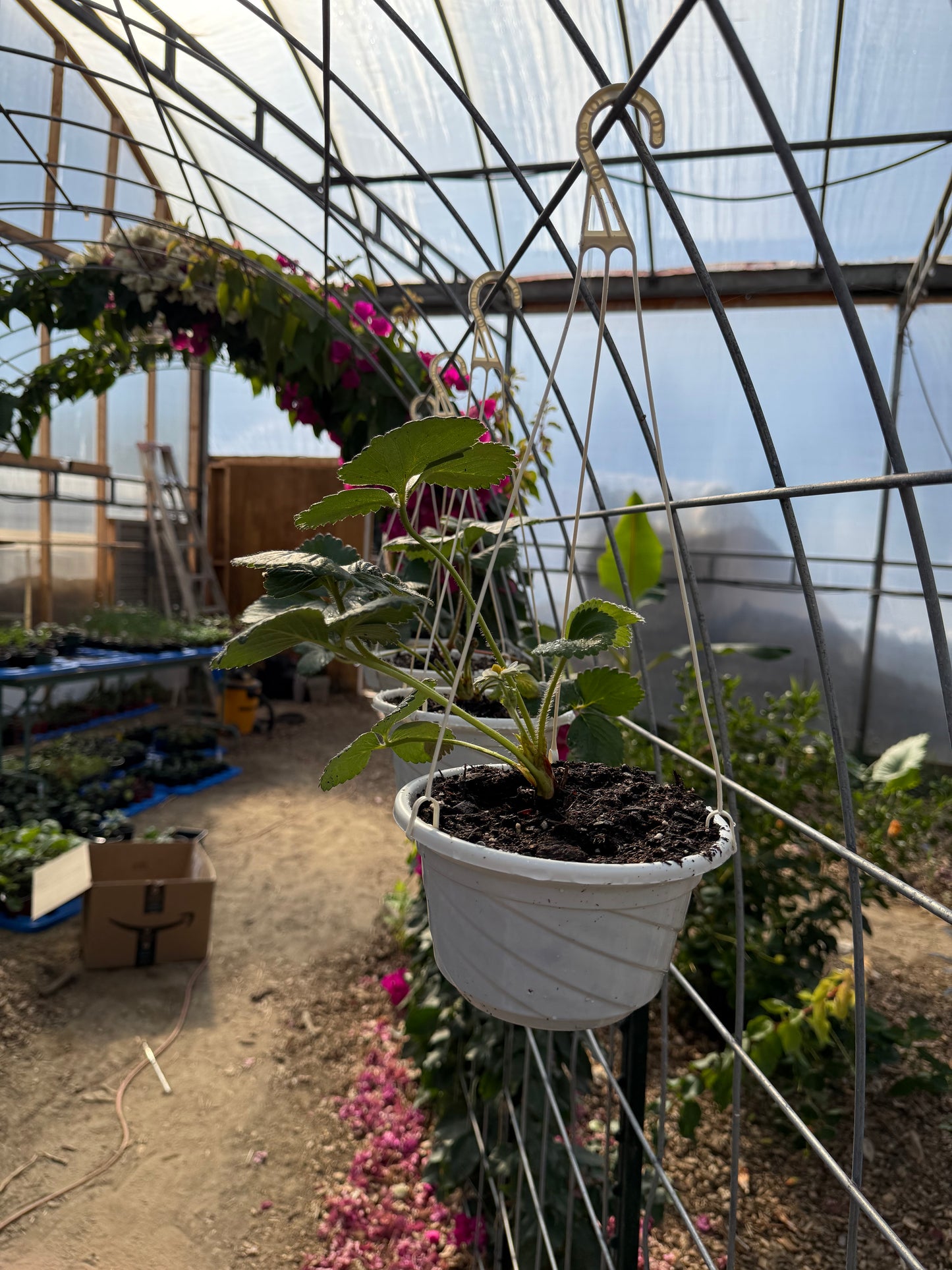 Albion Strawberry Plants - 7” Hanging Basket