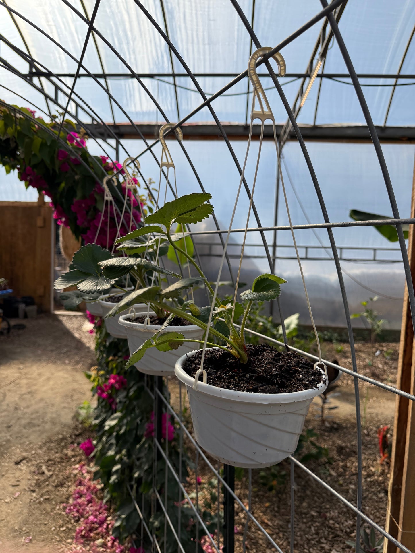 Albion Strawberry Plants - 7” Hanging Basket