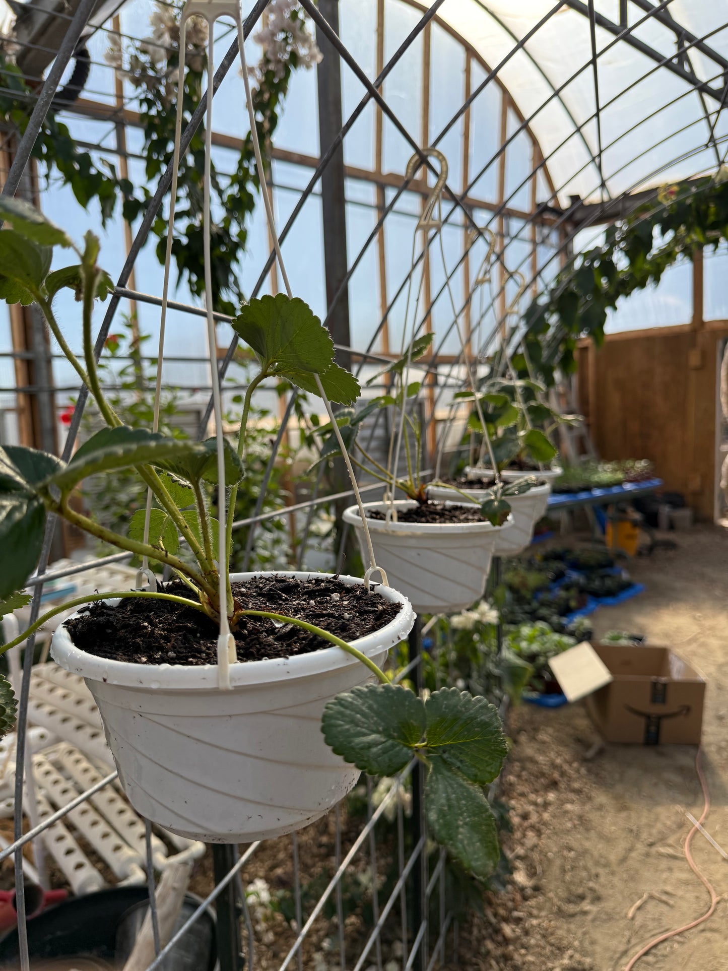 Albion Strawberry Plants - 7” Hanging Basket