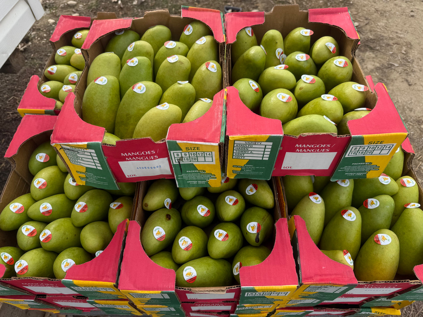 Ataulfo Mangos (Product of Mexico) - each