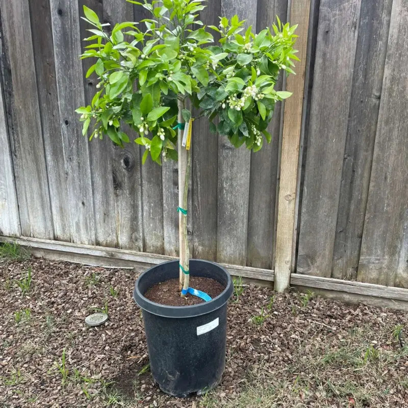 Rio Red Grapefruit Tree - preorder for May delivery