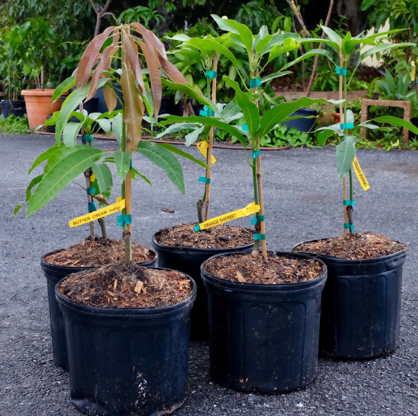 Orange Sherbet Mango Tree - preorder for May delivery