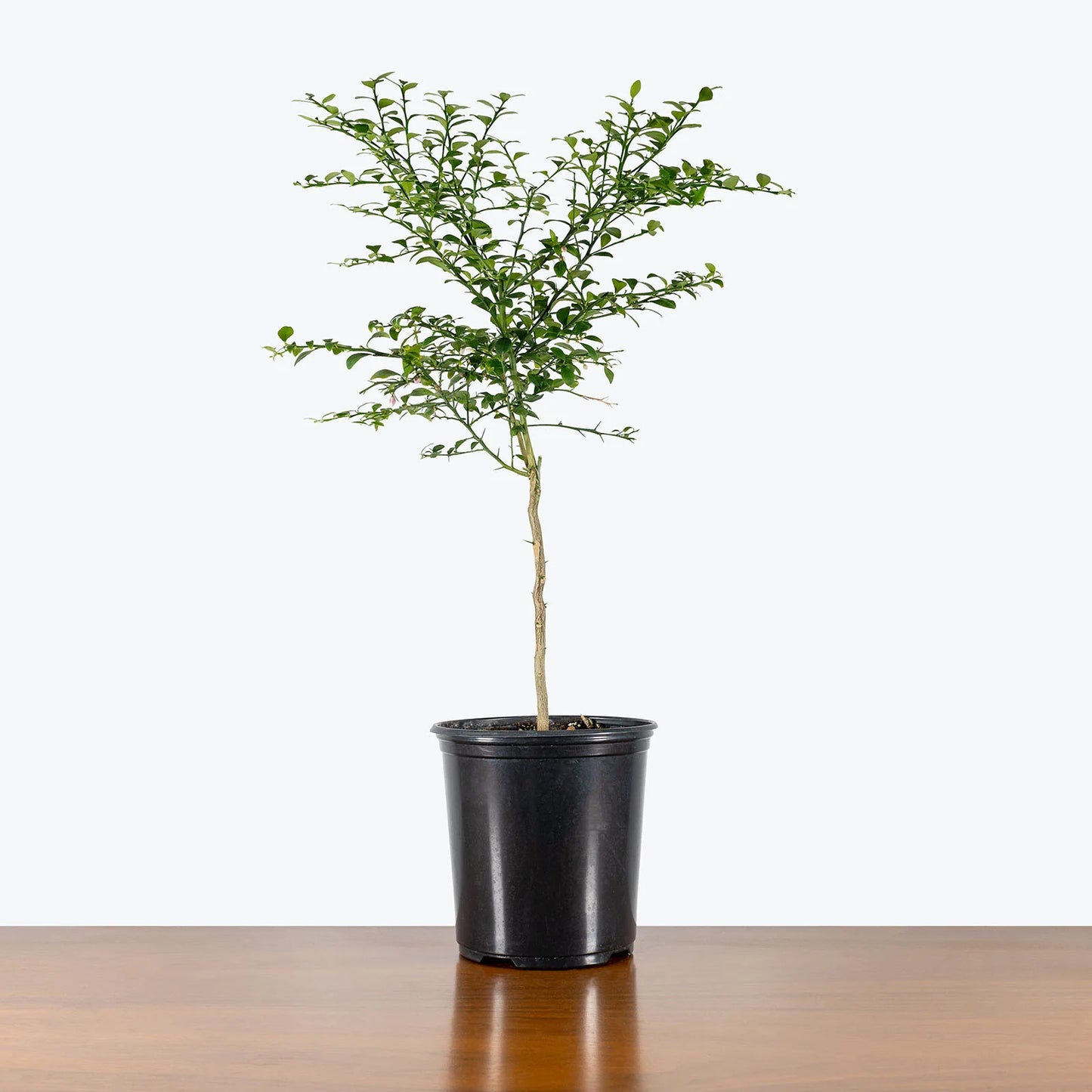 Australian Green Finger Lime Tree - preorder for May delivery