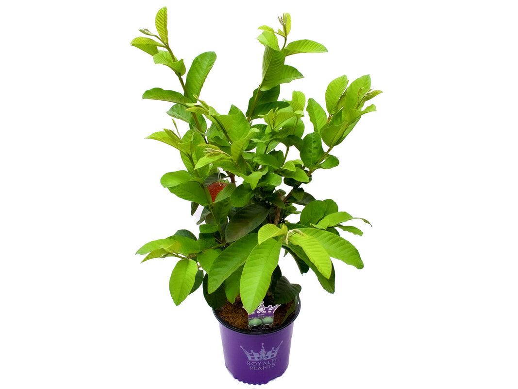 Barbie Pink Guava Tree - preorder for May delivery