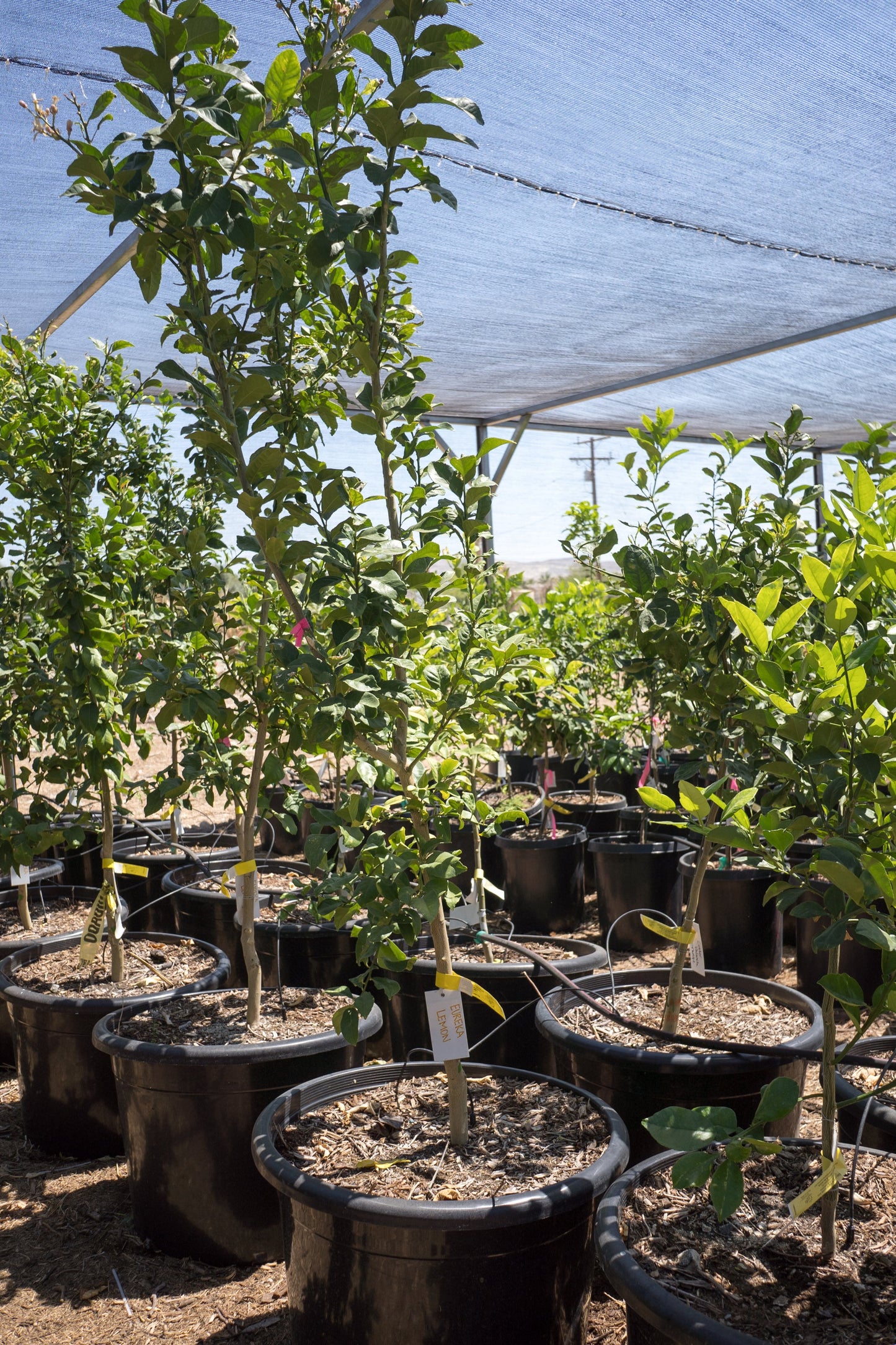 Allen Eureka Lemon Tree - preorder for May delivery