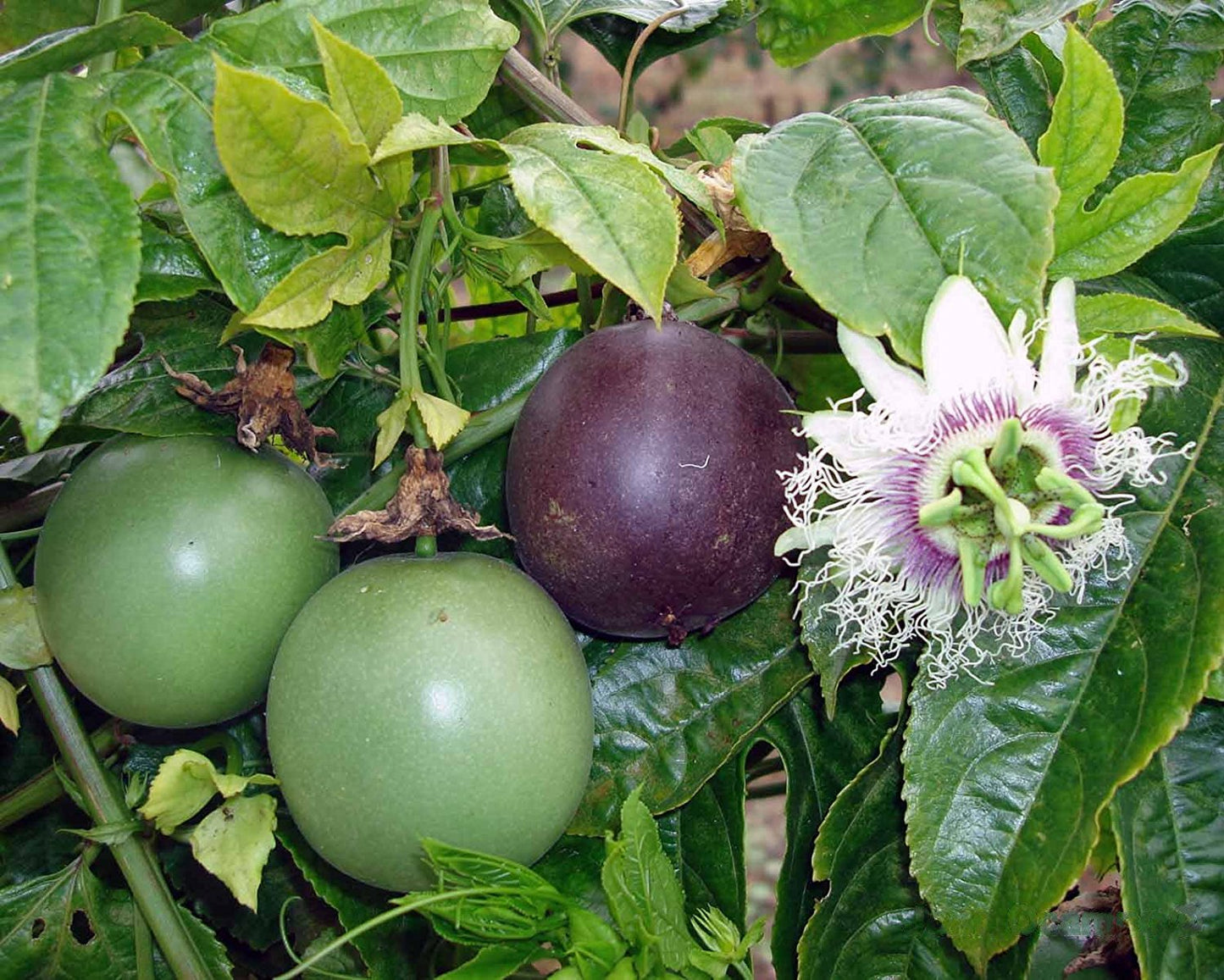 Possum Purple Passion Fruit Plant - preorder for May delivery