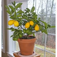 Meyer Lemon Tree - preorder for May delivery