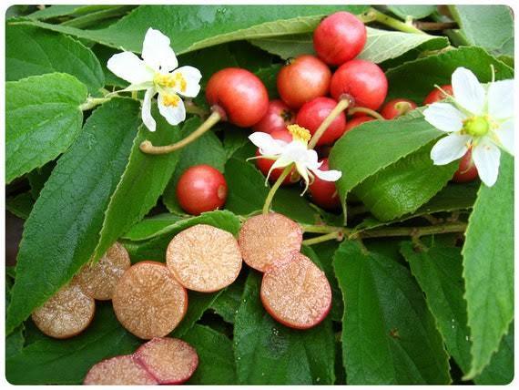 Red Jamaican Cherry (Muntingia Calabura)