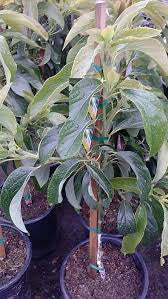 Super Hass Avacado “Oo La La” Tree - preorder for May delivery