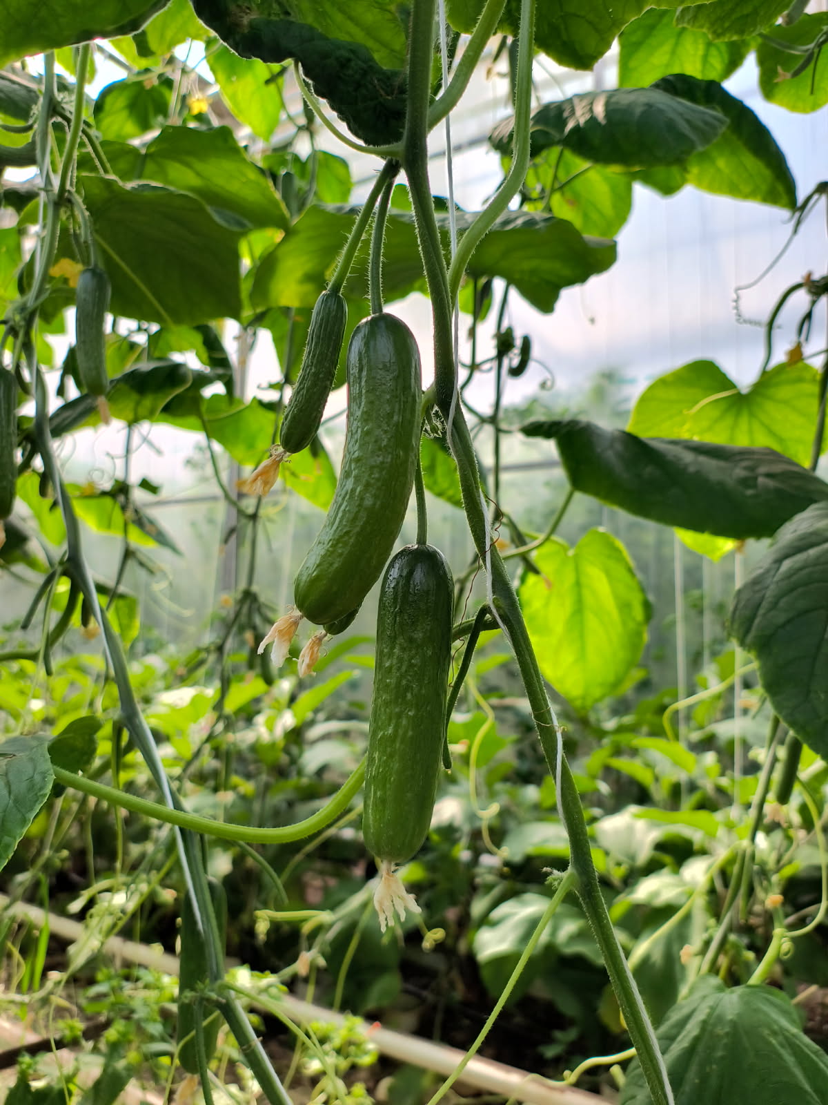 Organic Mini Cucumbers - 6 pack