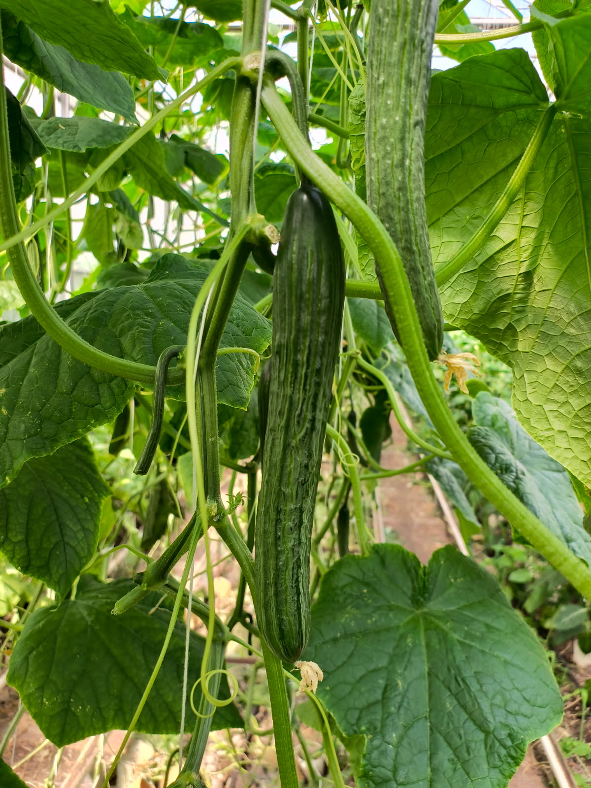 Organic Long English Cucumbers - Each