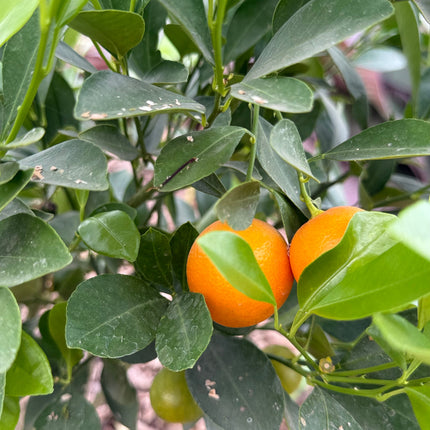 Collection image for: Citrus