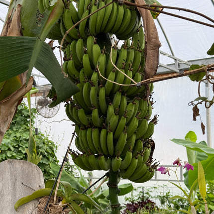 Collection image for: Banana Plants