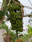 Banana Plants