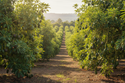 Avocado Trees