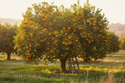 Clementine Trees
