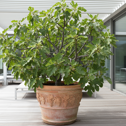 Collection image for: Fig Trees