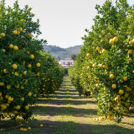 Collection image for: Grapefruit Trees