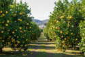 Grapefruit Trees