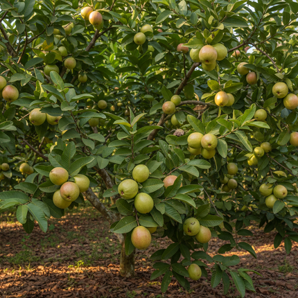 Collection image for: Guava Trees