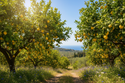 Lemon Trees