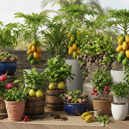 Collection image for: Miscellaneous Tropical Fruit Bearing Plants