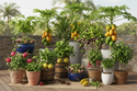Miscellaneous Tropical Fruit Bearing Plants