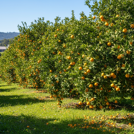 Collection image for: Orange Trees