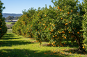 Orange Trees