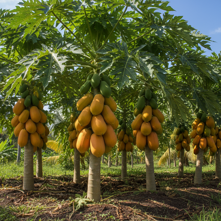 Collection image for: Papaya Trees