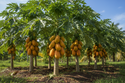Papaya Trees