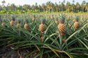 Pineapple Plants