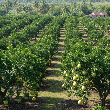 Collection image for: Pomelo Trees