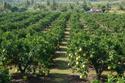 Pomelo Trees