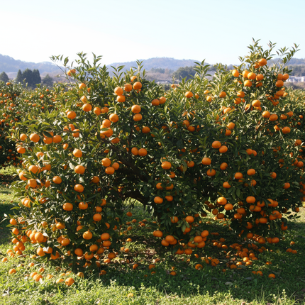 Collection image for: Satsuma Trees