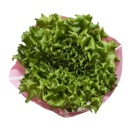 Green Batavia Lettuce