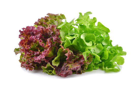 Multileaf Lettuce