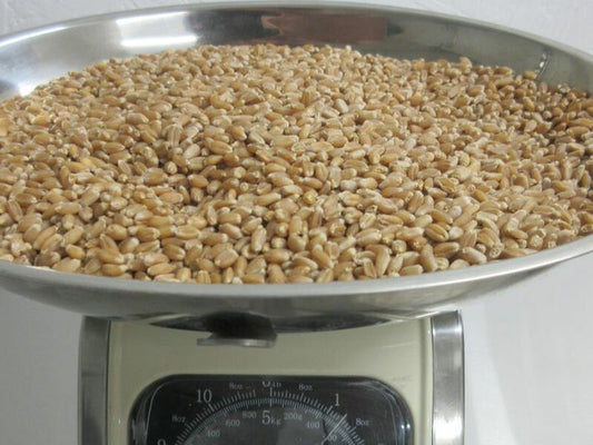 Hard Red Spring Wheat Berries - 22 lb bag