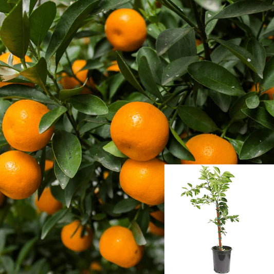 Dancy Tangerine Tree - preorder for May delivery