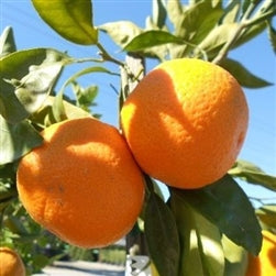Satsuma Frost Owari Tree - preorder for May delivery