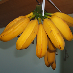 Musa Dwarf Orinoco (Burro)