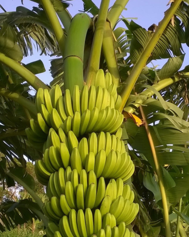 Musa FHIA-3 'Sweetheart