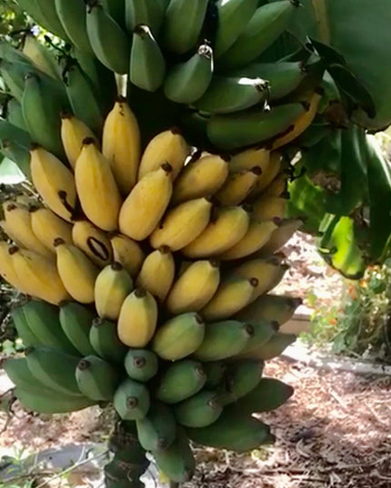 Musa FHIA-1 'Goldfinger