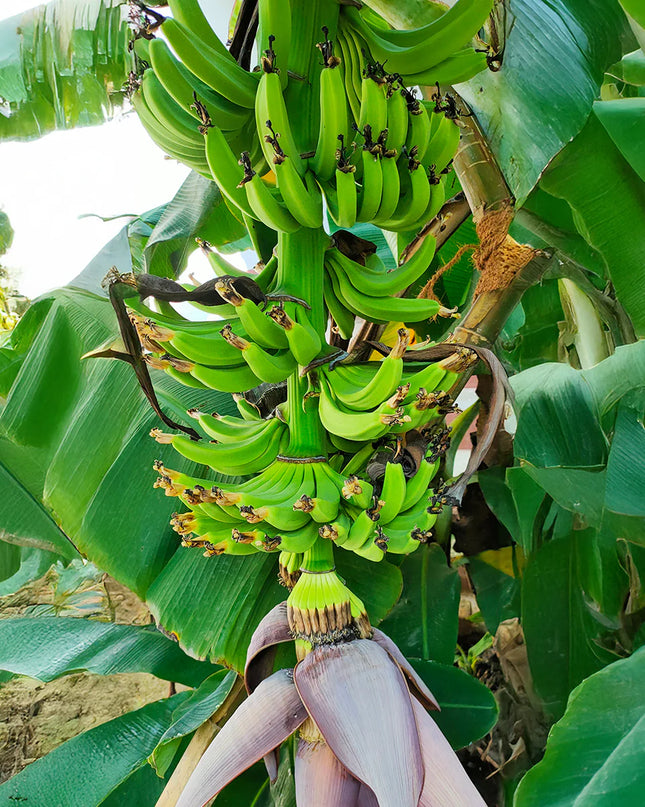 Musa 'Kokopo' (Short cycle)