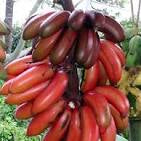 Musa 'Red Dacca' aka 'Red Cuban'