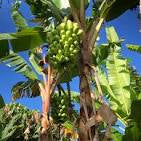 Musa 'Red Trunk' Popoulu