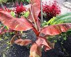 Musa 'Siam Ruby'