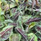 Musa Sumatrana x Cross