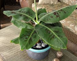Musa 'Truly Tiny'