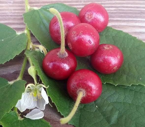Red Jamaican Cherry (Muntingia Calabura)